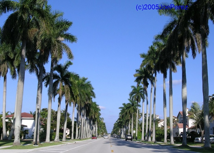 Miami beach palm trees during day